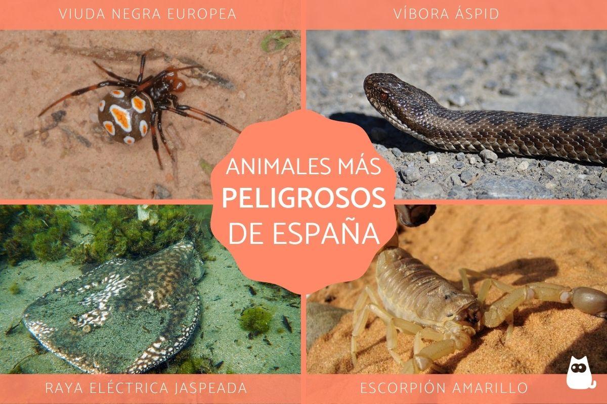 Los animales más peligrosos de España