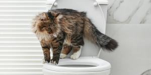 Los veterinarios coinciden: “Muchos gatos beben del inodoro porque les atrae el agua fresca y en movimiento”