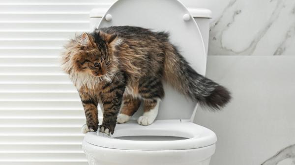 Los veterinarios coinciden: “Muchos gatos beben del inodoro porque les atrae el agua fresca y en movimiento”