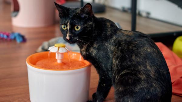 Los veterinarios coinciden: “Muchos gatos beben del inodoro porque les atrae el agua fresca y en movimiento” - Una fuente especial para gatos puede ser la alternativa más atractiva