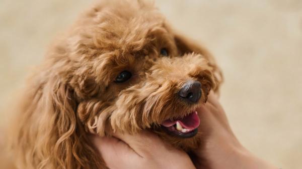 María Vetican, veterinaria: “El caniche es muy cariñoso e inteligente, pero cuidado con malcriarlo porque puede volverse posesivo” - Cuidar su salud es clave para que el caniche toy se mantenga sano