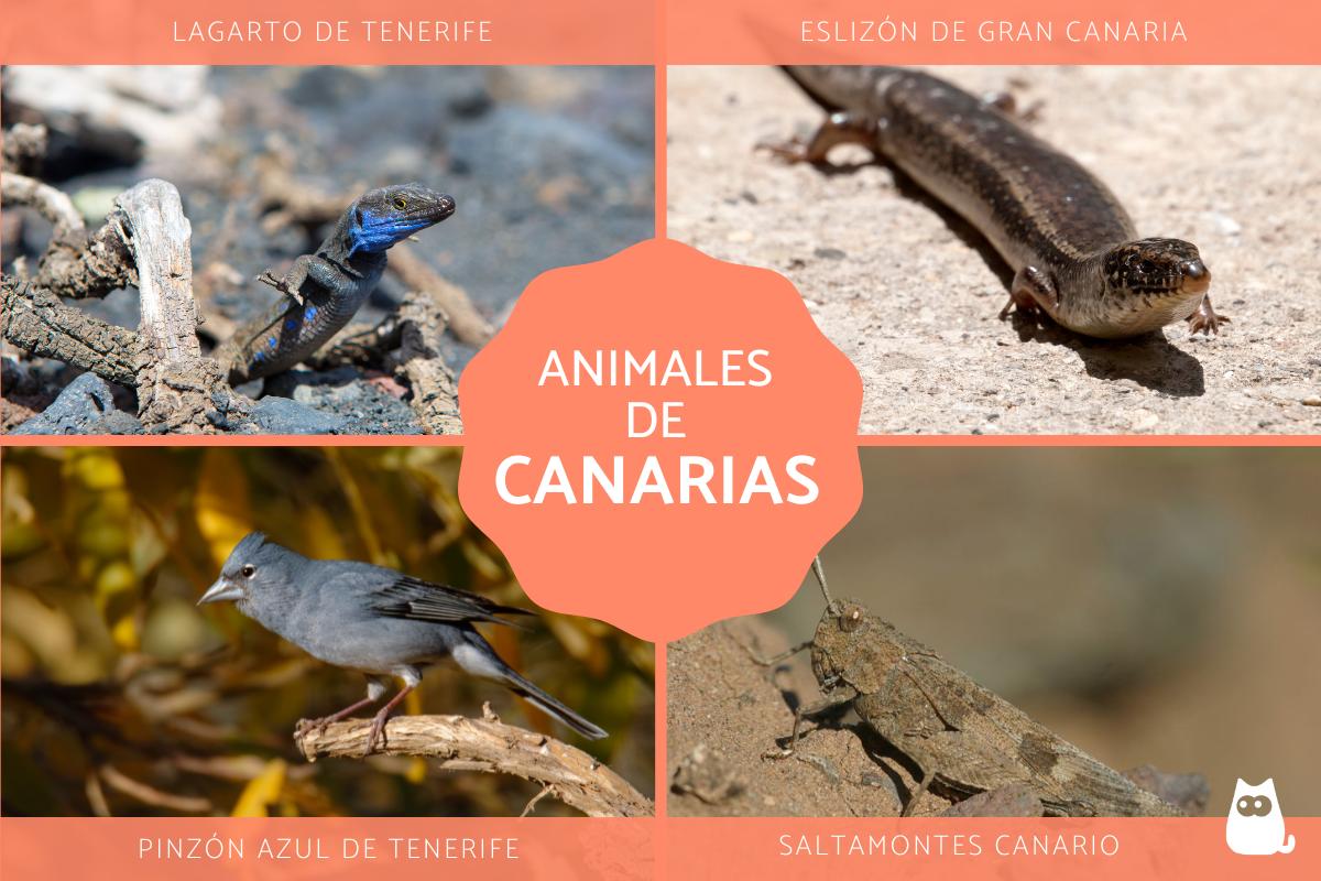Animales de Canarias