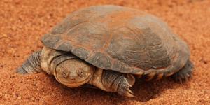 Estas tortugas son carnívoras y esto es todo lo que se sabe sobre su alimentación