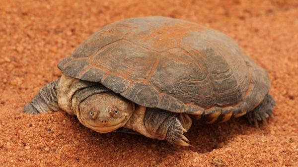 Estas tortugas son carnívoras y esto es todo lo que se sabe sobre su alimentación