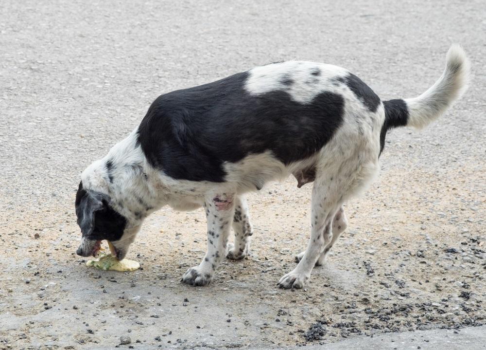 que darle a tu perro cuando esta vomitando