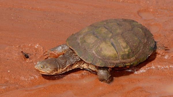 Estas tortugas son carnívoras y esto es todo lo que se sabe sobre su alimentación - Tortuga africana de pantano