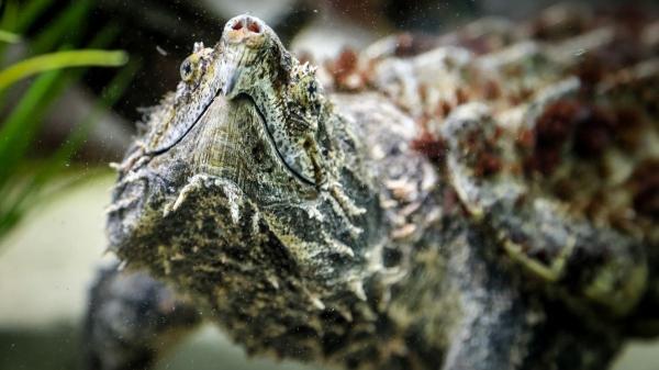 Estas tortugas son carnívoras y esto es todo lo que se sabe sobre su alimentación - Tortuga caimán