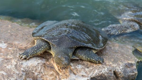 Estas tortugas son carnívoras y esto es todo lo que se sabe sobre su alimentación - Tortuga de caparazón blando africana