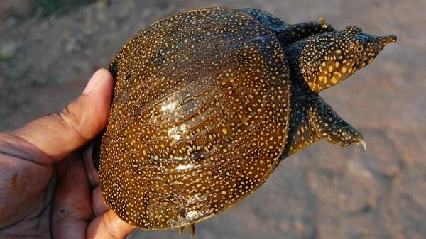 Estas tortugas son carnívoras y esto es todo lo que se sabe sobre su alimentación - Tortuga de caparazón blando asiática
