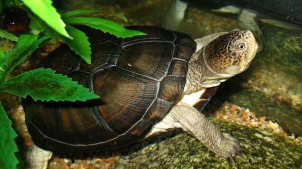 Estas tortugas son carnívoras y esto es todo lo que se sabe sobre su alimentación - Tortuga del barro