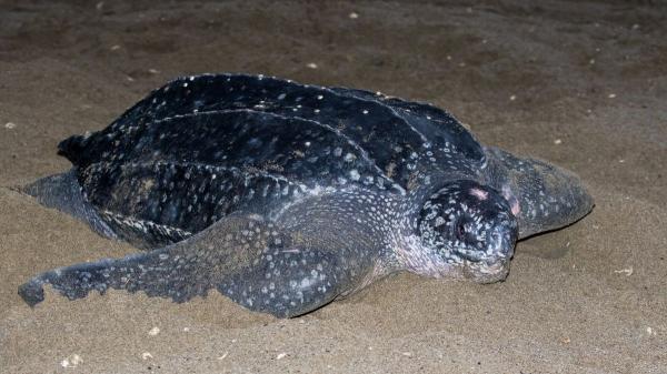 Estas tortugas son carnívoras y esto es todo lo que se sabe sobre su alimentación - Tortuga laúd o tortuga gigante de cuero
