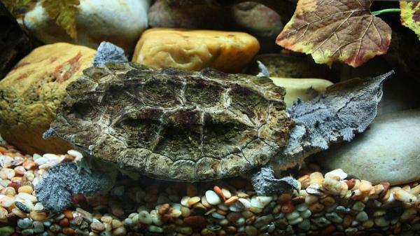 Estas tortugas son carnívoras y esto es todo lo que se sabe sobre su alimentación - Tortuga mata-mata