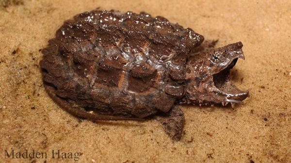 Estas tortugas son carnívoras y esto es todo lo que se sabe sobre su alimentación - Tortuga mordedora de Suwannee