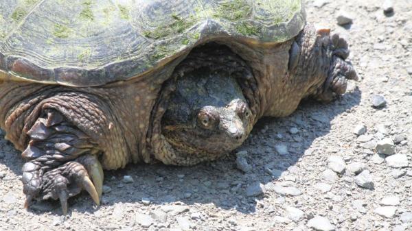 Estas tortugas son carnívoras y esto es todo lo que se sabe sobre su alimentación - Tortuga serpentina