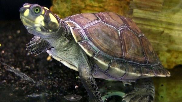 Estas tortugas son carnívoras y esto es todo lo que se sabe sobre su alimentación - Tortuga taricaya