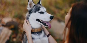 Perros que ‘hablan’: las razas más expresivas y comunicativas según los etólogos