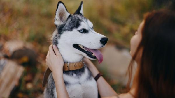 Perros que ‘hablan’: las razas más expresivas y comunicativas según los etólogos