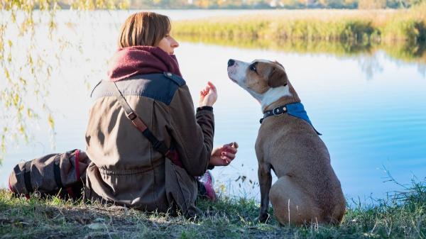Perros que ‘hablan’: las razas más expresivas y comunicativas según los etólogos - Por qué los perros desarrollaron un lenguaje único con los humanos