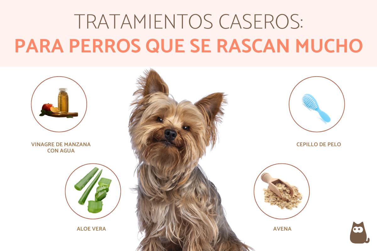 Remedios caseros para perros que se rascan mucho