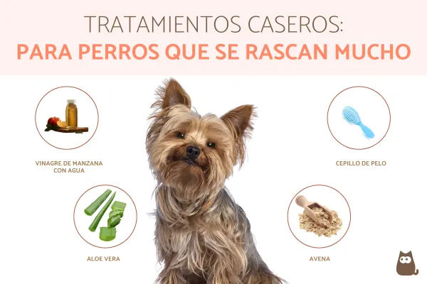 son buenos los baños de avena para los perros