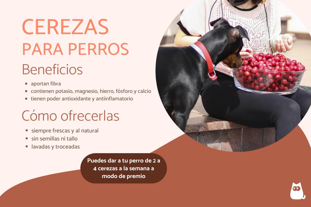¿Los perros pueden comer cerezas?