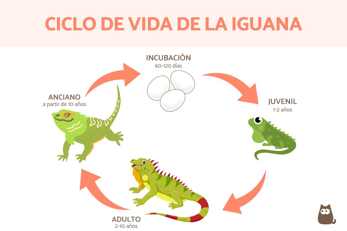 ¿Cuánto vive una iguana?
