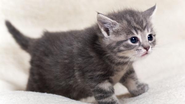 Los veterinarios expertos advierten: el primer año de los gatos es decisivo para toda su vida - El primer año del gato es clave para su desarrollo físico, emocional y conductual