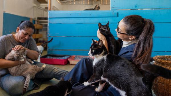 Los veterinarios expertos advierten: el primer año de los gatos es decisivo para toda su vida - La “temporada de gatitos” que está saturando refugios cada año