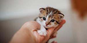 Los veterinarios expertos advierten: el primer año de los gatos es decisivo para toda su vida