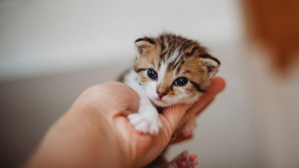 Los veterinarios expertos advierten: el primer año de los gatos es decisivo para toda su vida