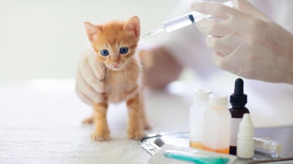 Los veterinarios expertos advierten: el primer año de los gatos es decisivo para toda su vida - Nuevas pautas veterinarias sobre la vacunación felina