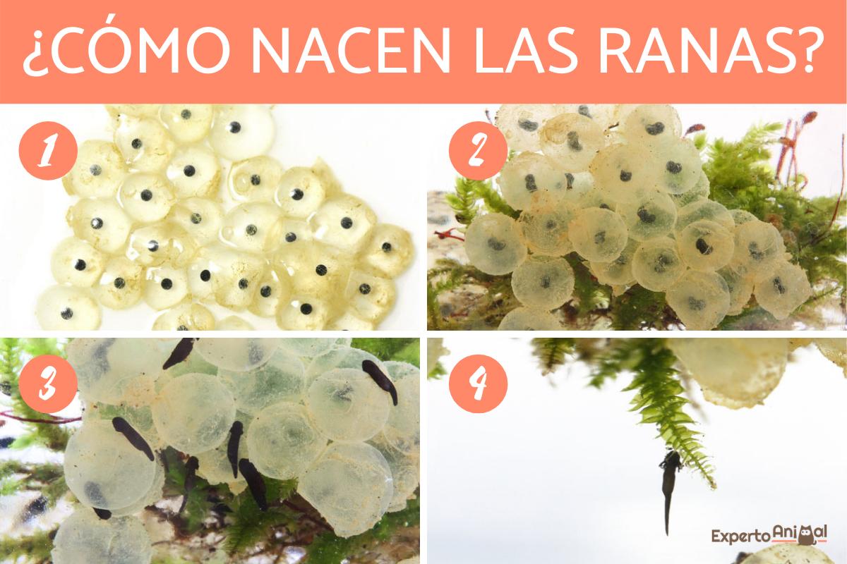 ¿Cómo nacen las ranas?