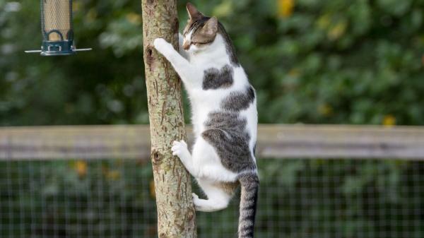 Un gato pasa dos días atrapado en un árbol y su tierna reacción al ser rescatado ya es viral: “Nos hemos caído muy bien” - Es más común de lo que parece: el motivo por el que algunos gatos no pueden bajar de los árboles