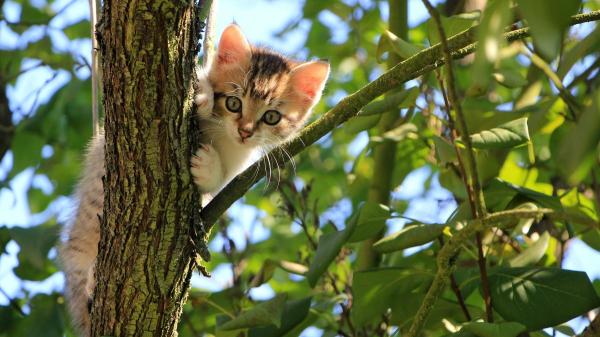 Un gato pasa dos días atrapado en un árbol y su tierna reacción al ser rescatado ya es viral: “Nos hemos caído muy bien” - Los pasos recomendados si encuentras un gato atrapado en un árbol