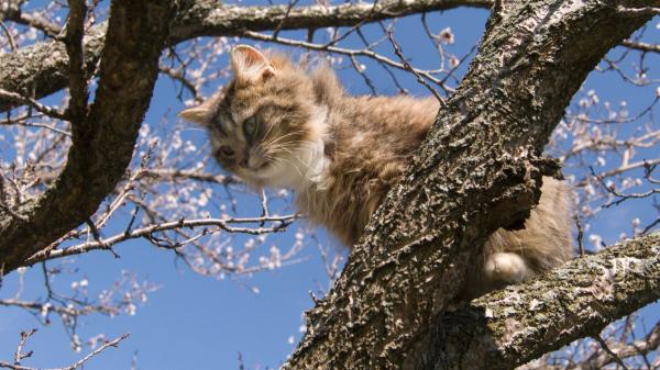 Un gato pasa dos días atrapado en un árbol y su tierna reacción al ser rescatado ya es viral: “Nos hemos caído muy bien” - Los rescates de animales ya forman parte del trabajo habitual de los bomberos