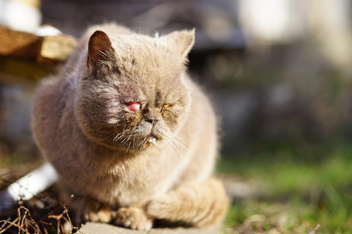 Tumores en gatos - Tipos, síntomas y causas