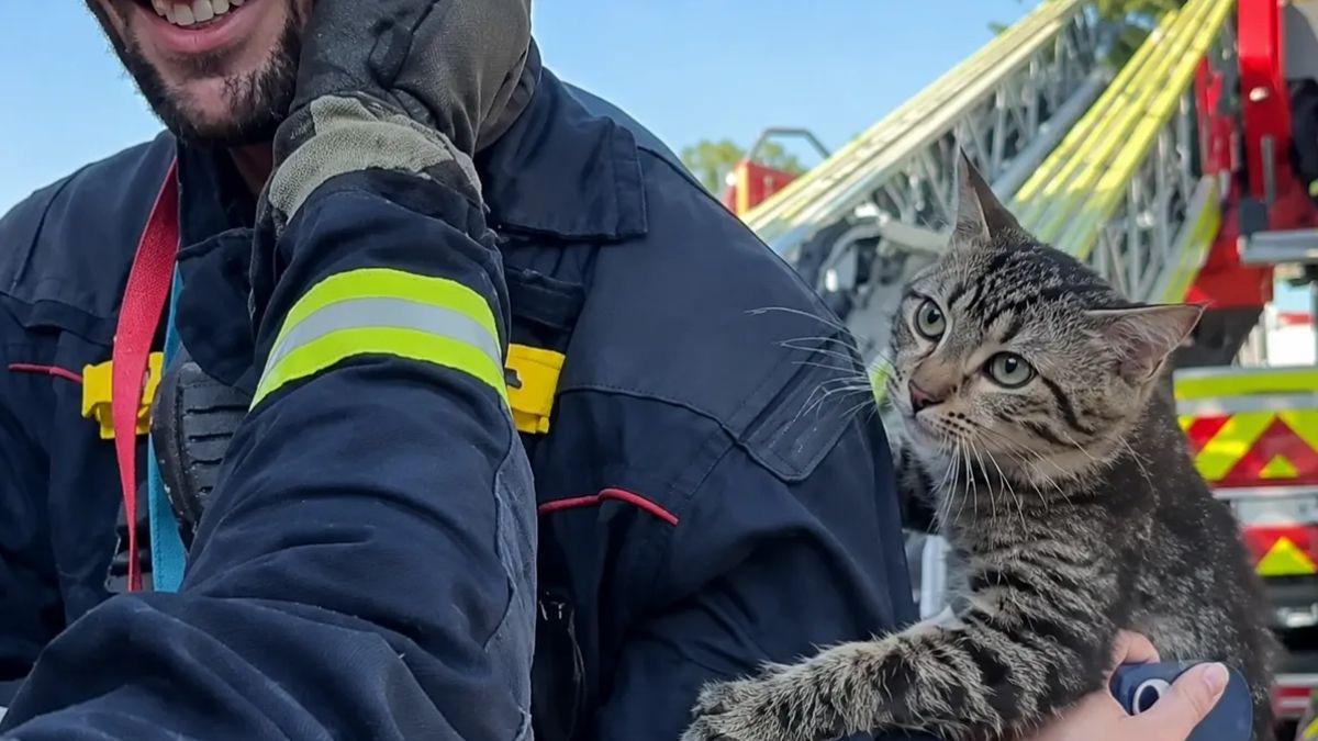 Un gato pasa dos días atrapado en un árbol y su tierna reacción al ser rescatado ya es viral: “Nos hemos caído muy bien”