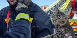 Un gato pasa dos días atrapado en un árbol y su tierna reacción al ser rescatado ya es viral: “Nos hemos caído muy bien”
