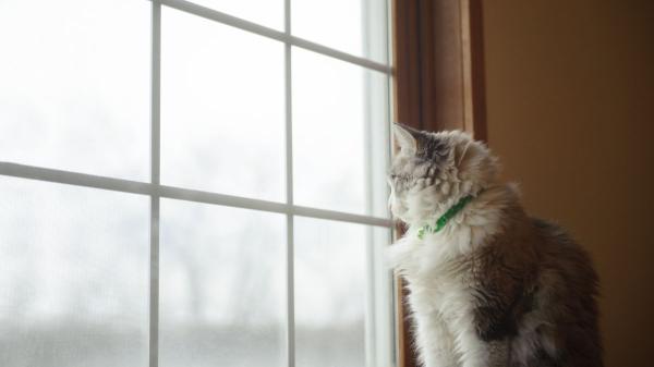 Veterinarios y expertos en comportamiento felino coinciden: "La calle no siempre hace más feliz a un gato y puede exponerlo a riesgos evitables" - Catios, balcones seguros y arneses: las alternativas para que tu gato disfrute del exterior sin peligro