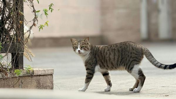 Veterinarios y expertos en comportamiento felino coinciden: "La calle no siempre hace más feliz a un gato y puede exponerlo a riesgos evitables" - Los veterinarios coinciden: tu gato necesita estímulos, pero dejarlo salir solo puede ser peligroso