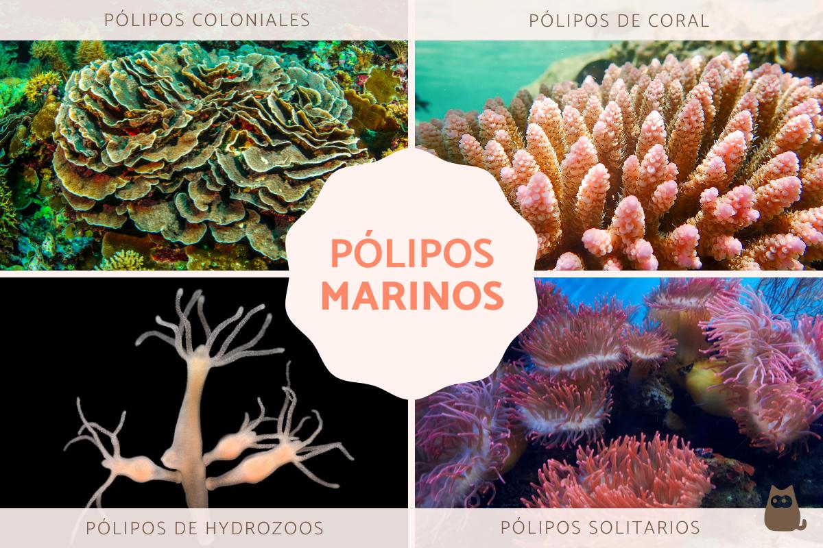 Pólipos marinos: nombres, características y ejemplos