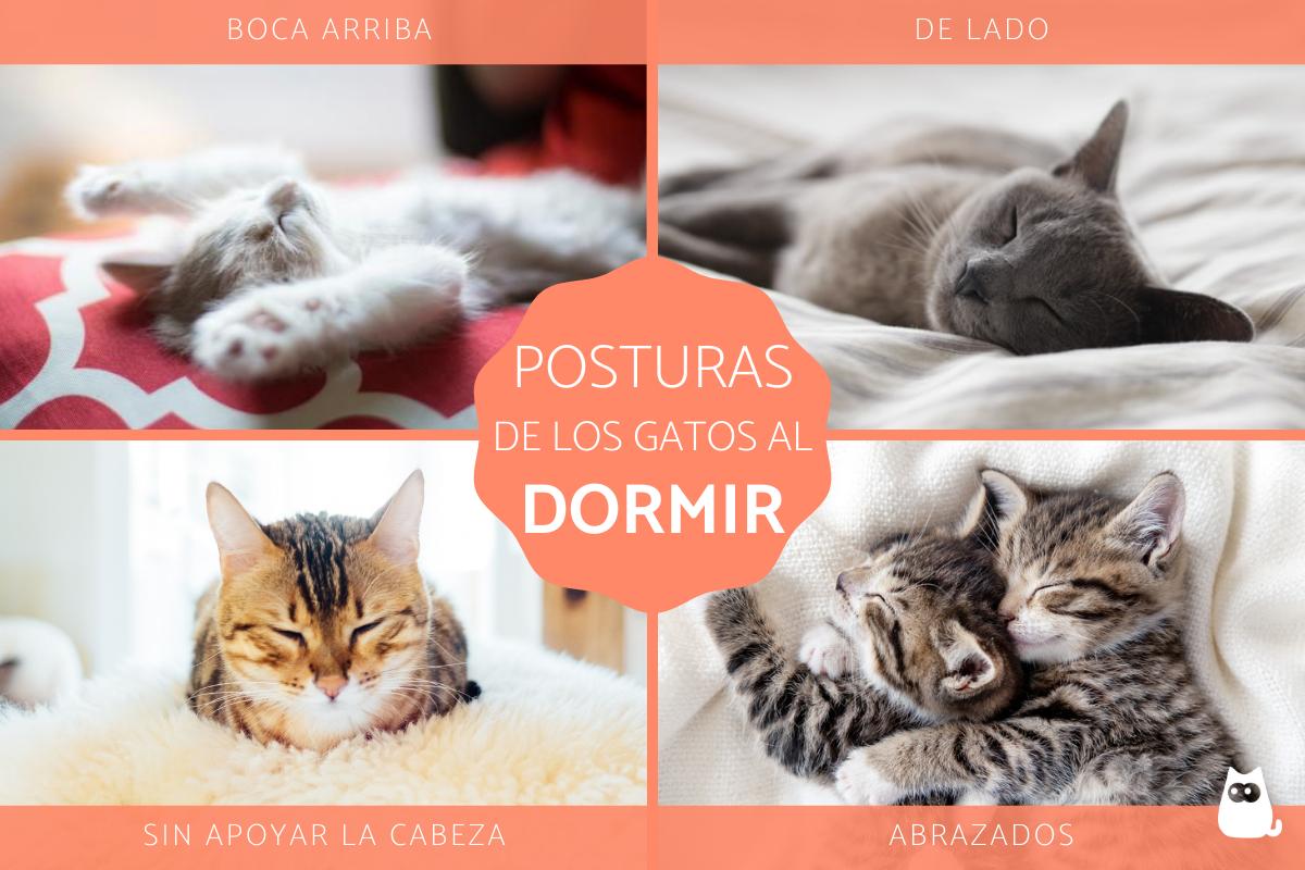 ¿Qué significan las posturas para dormir de los gatos?