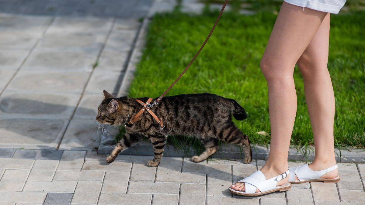 Veterinarios y expertos en comportamiento felino coinciden: "La calle no siempre hace más feliz a un gato y puede exponerlo a riesgos evitables"