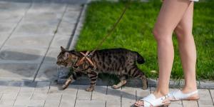 Veterinarios y expertos en comportamiento felino coinciden: "La calle no siempre hace más feliz a un gato y puede exponerlo a riesgos evitables"