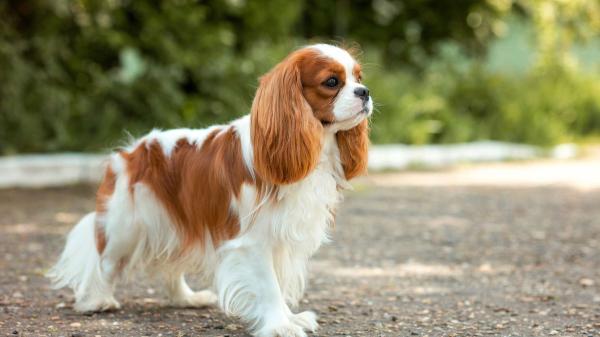 Los expertos coinciden: estas son las seis razas de perro que mejor se adaptan a mayores de 50 años - Cavalier King Charles Spaniel, un perro pequeño y muy cariñoso