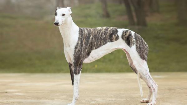 Los expertos coinciden: estas son las seis razas de perro que mejor se adaptan a mayores de 50 años - Galgo español, el perro más rápido también puede ser el más tranquilo