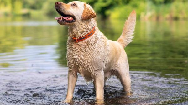 Los expertos coinciden: estas son las seis razas de perro que mejor se adaptan a mayores de 50 años - Labrador, una raza cariñosa y muy familiar