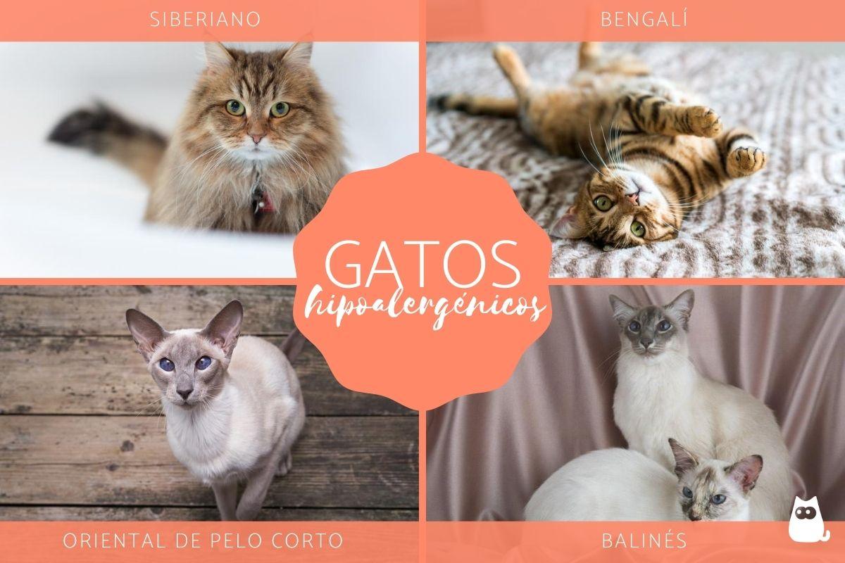 Las mejores razas de gatos para alérgicos