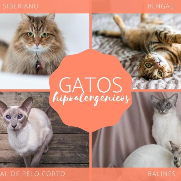 Las mejores razas de gatos para. Las mejores razas de gatos para.