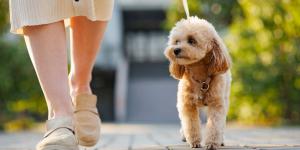 Los expertos coinciden: estas son las seis razas de perro que mejor se adaptan a mayores de 50 años